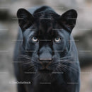 Black Panther with Intense Gaze in Close-Up Portrait