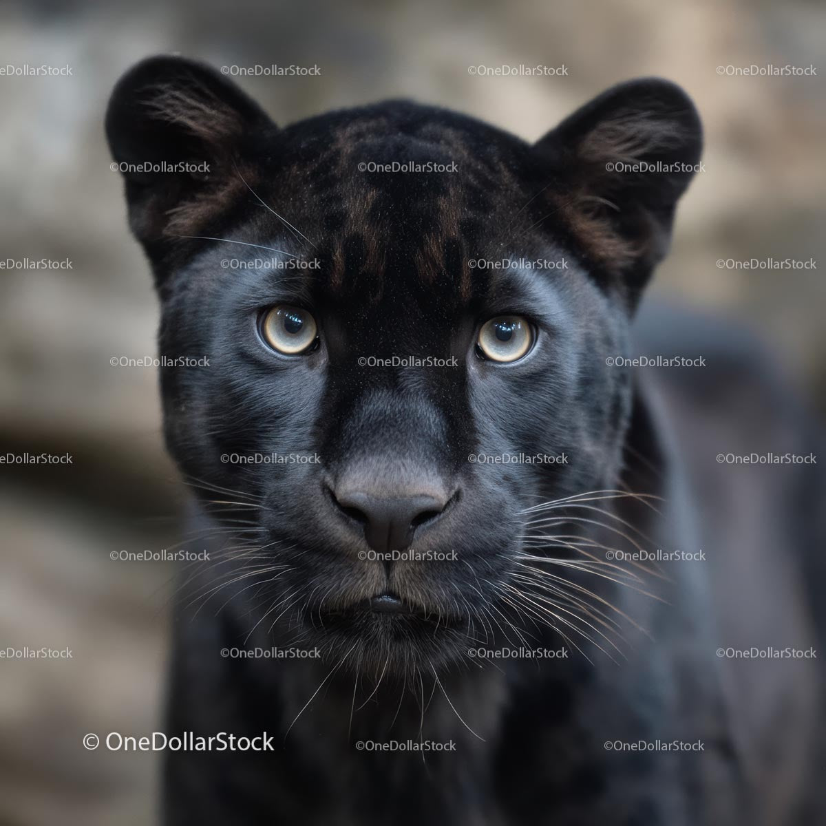 Majestic Black Panther with Intense Gaze