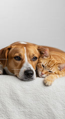 Adorable Dog and Cat Resting Together in Harmony
