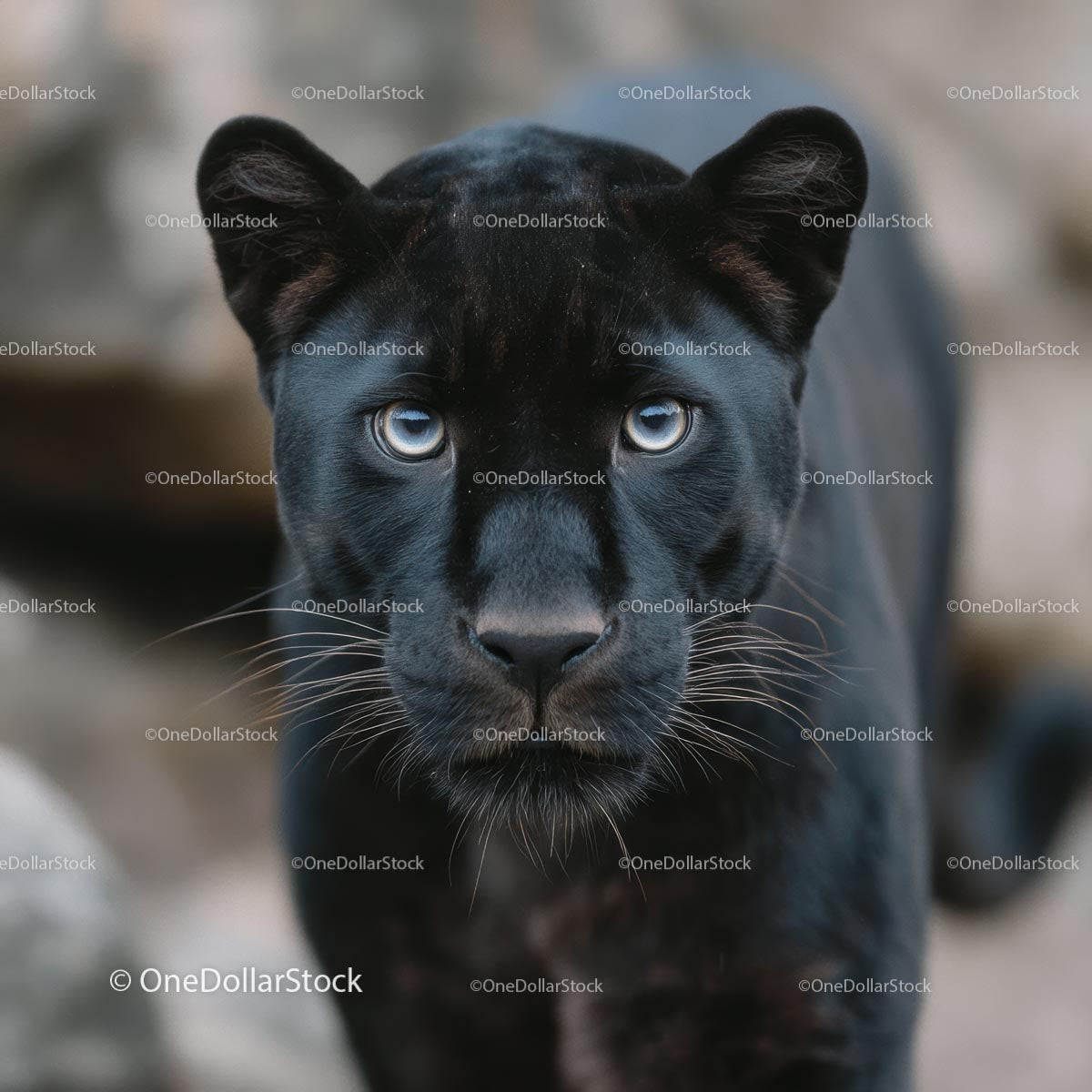 Majestic Black Panther with Piercing Gaze