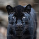 Close-up of Black Panther with Intense Gaze