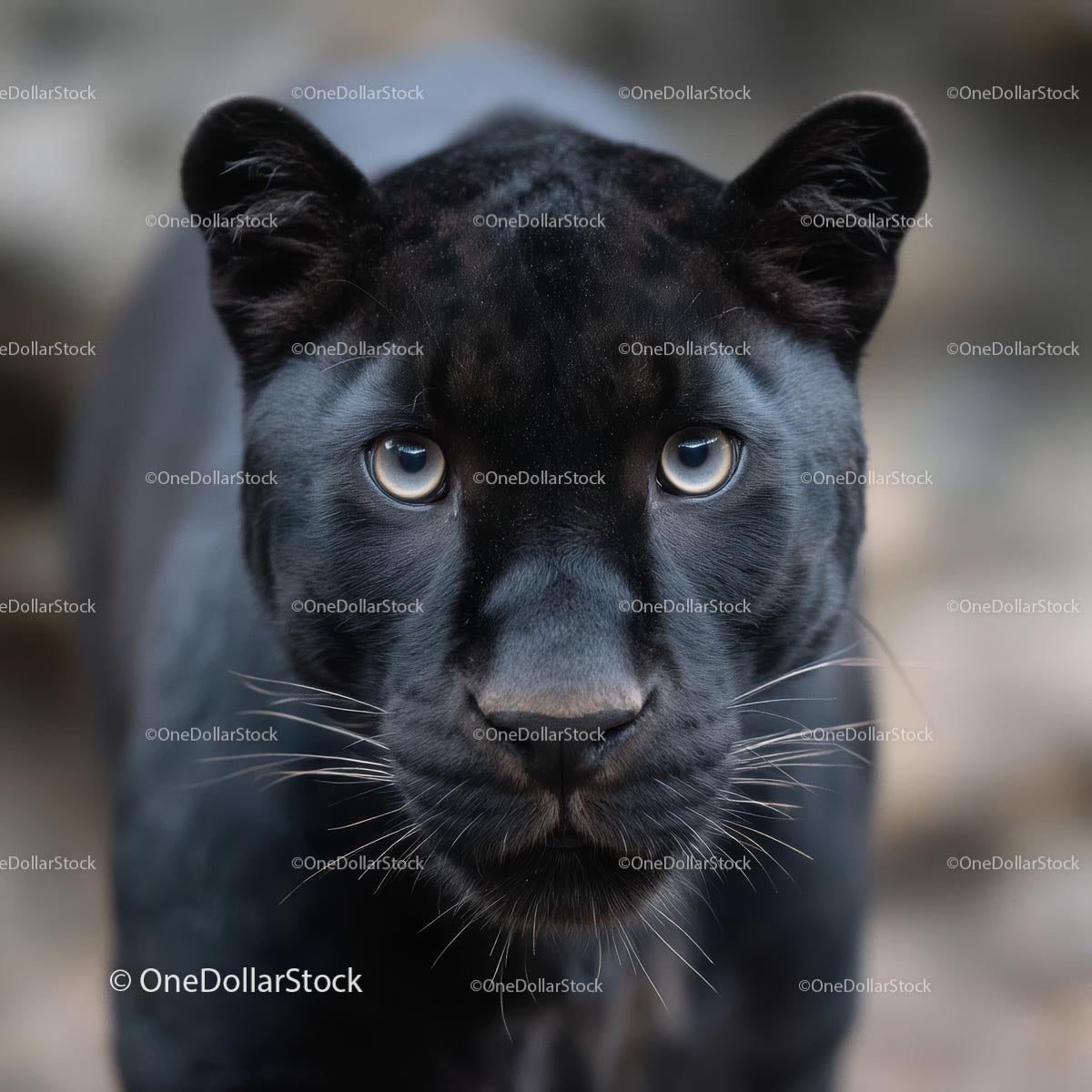 Black Panther Close-Up with Intense Gaze