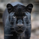 Black Panther Close-Up with Intense Gaze
