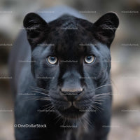 Black Panther Close-Up with Intense Gaze