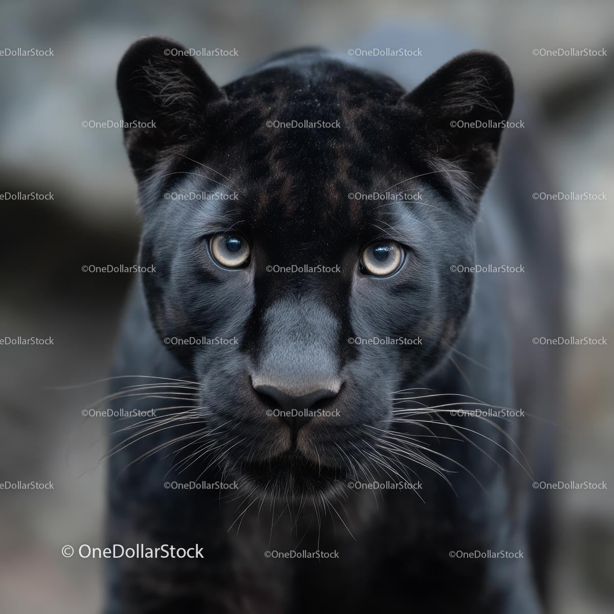 Majestic Black Panther with Intense Gaze