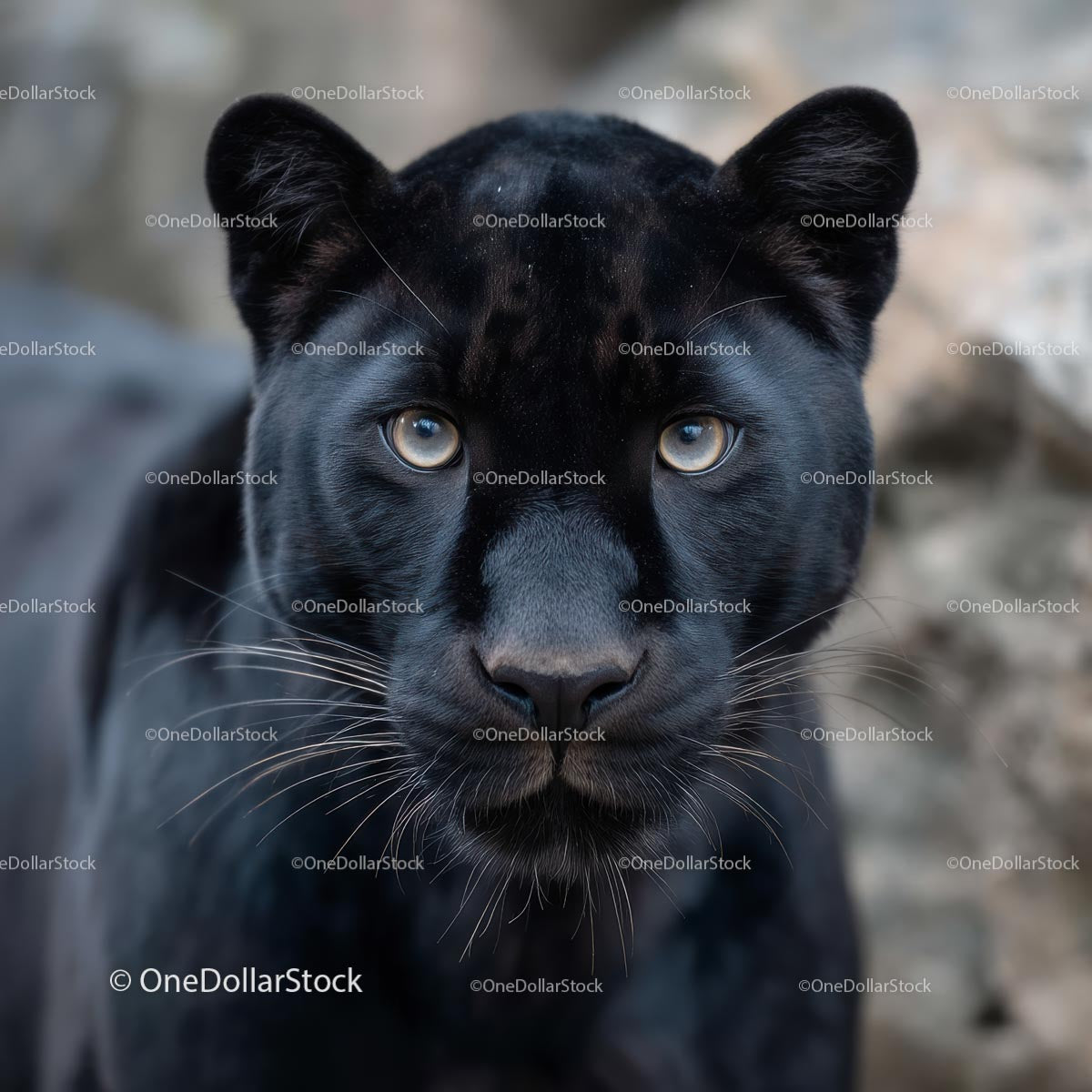 Majestic Black Panther Staring Intently