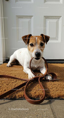 Jack Russell Terrier Ready for a Walk at Front Door