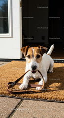 Jack Russell Terrier Holding Leash by Doorway