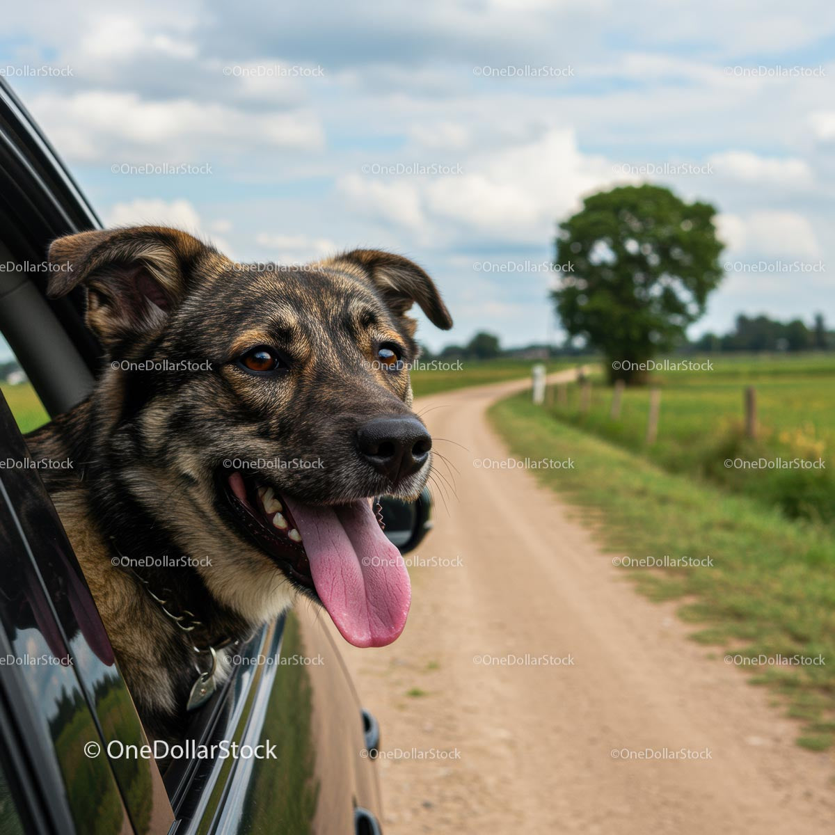 Dog Enjoying a Scenic Car Ride on a Rural Road