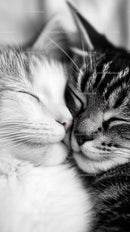 Close-Up of Peaceful Sleeping Kittens Cuddling Together