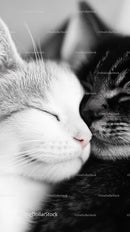 Close-Up of Two Cuddling Cats in Black and White