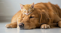 Orange Tabby Kitten Napping on Golden Retriever