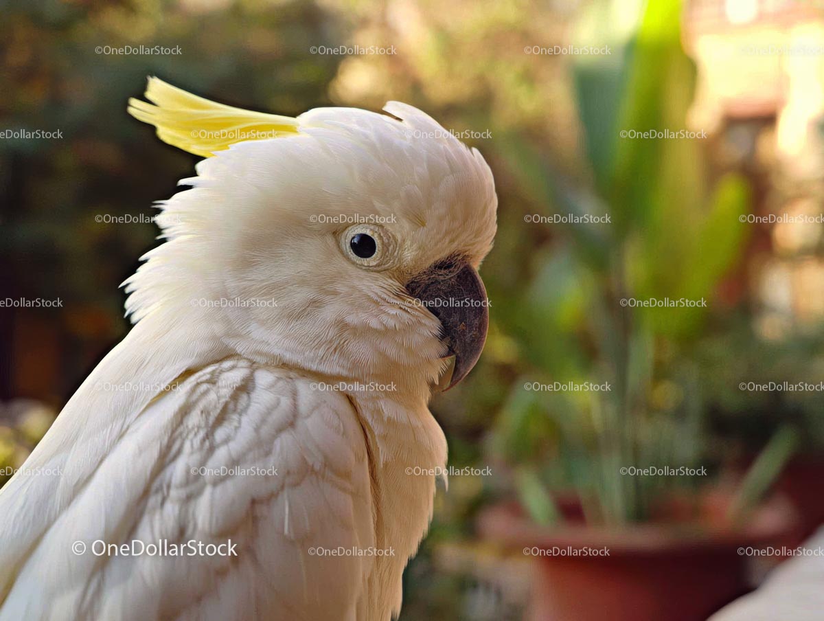 White Cockatoo with Yellow Crest in Natural Setting