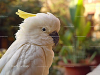 White Cockatoo with Yellow Crest in Natural Setting