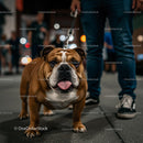 English Bulldog on Evening Urban Walk