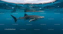 Whale Shark Gliding Gracefully Underwater
