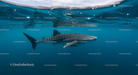 Whale Shark Gliding Gracefully Underwater