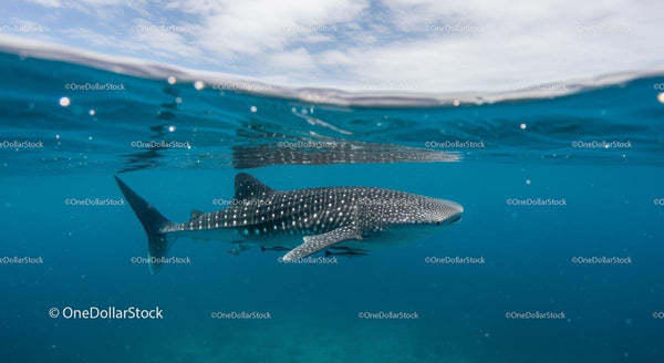 Whale Shark Gliding Beneath Azure Waters