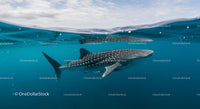 Majestic Whale Shark in the Deep Blue Ocean