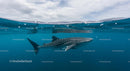 Majestic Whale Shark Swimming in Clear Blue Ocean