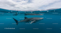 Majestic Whale Shark Swimming in Clear Blue Ocean