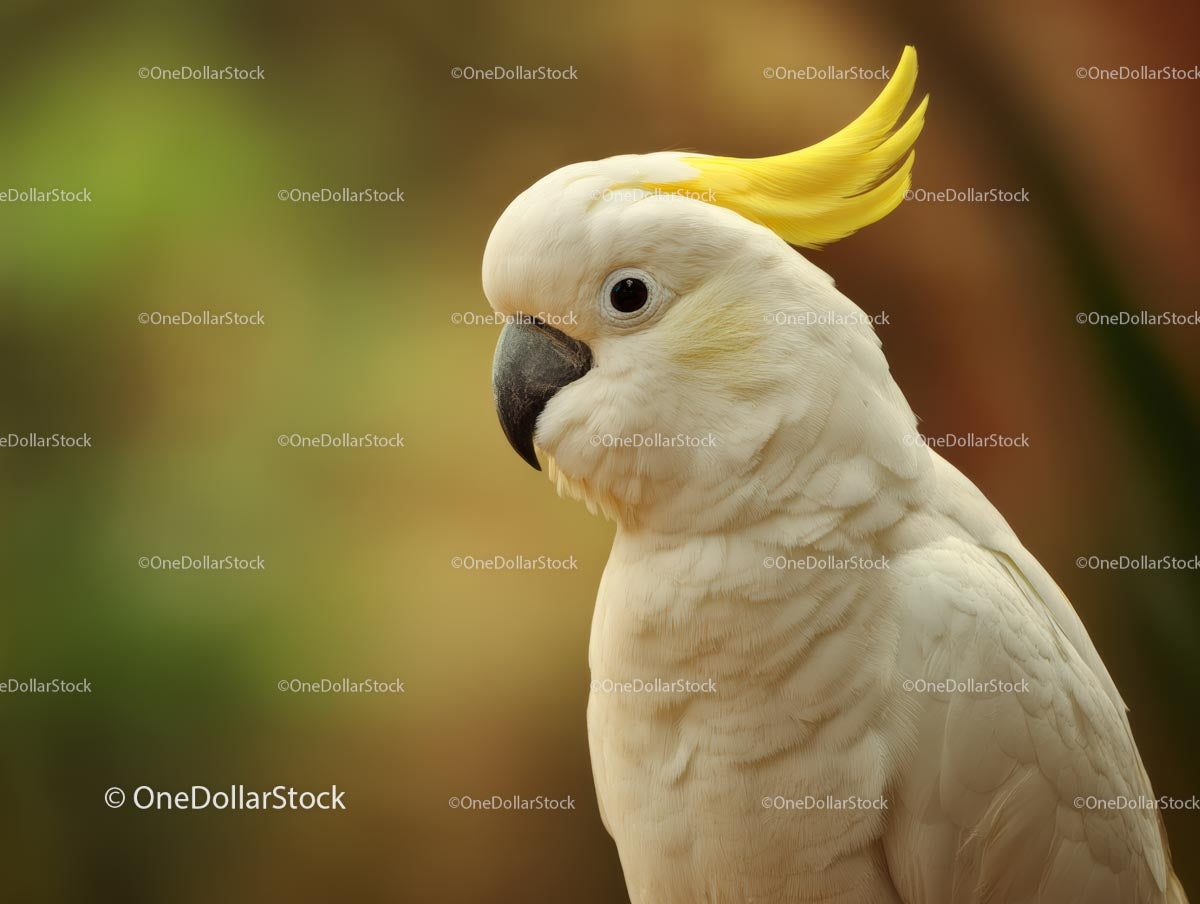 White Cockatoo with Striking Yellow Crest in Natural Setting