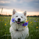 Joyful White Dog with Summer Flowers in Blooming Meadow