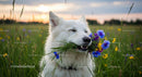 White Dog Enjoying a Bouquet of Colorful Wildflowers