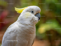 White Cockatoo with Yellow Crest in Lush Natural Setting
