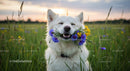 White Dog with Colorful Wildflowers in a Sunny Field
