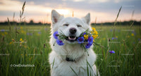 White Dog with Colorful Wildflowers in a Sunny Field