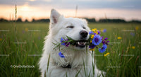 White Dog Enjoying Wildflowers in a Summer Field