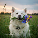Smiling White Dog Holding Colorful Wildflowers in Field
