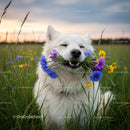White Dog in Field with Wildflowers at Sunset
