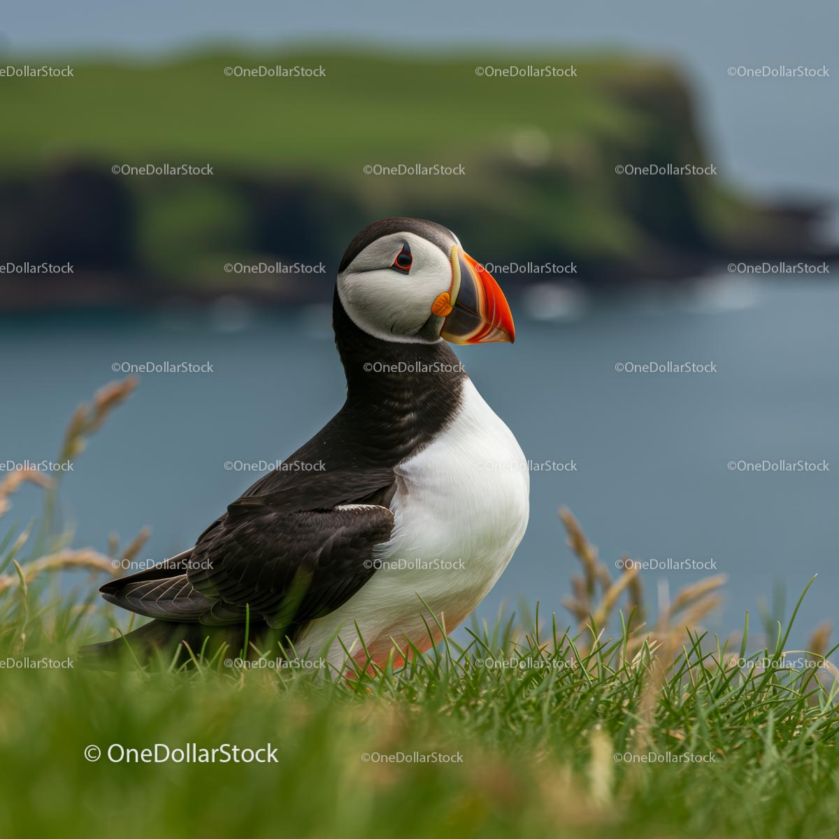 Atlantic Puffin Standing on Coastal Grass