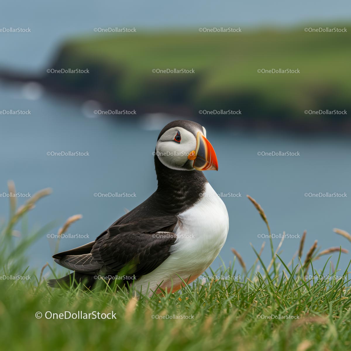 Atlantic Puffin on Grassy Cliff with Ocean Background