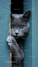 Curious Gray Cat with Striking Blue Eyes Peering Through Door
