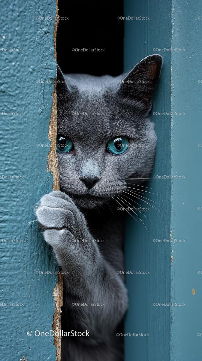 Curious Gray Cat with Striking Blue Eyes Peering Through Door