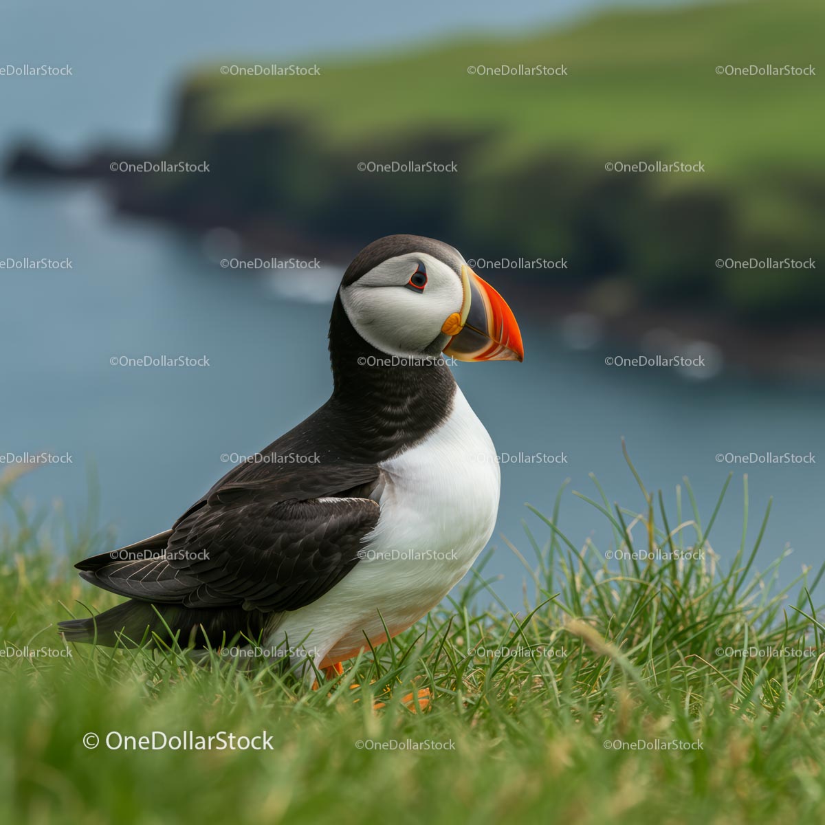Atlantic Puffin on Scenic Coastal Cliff