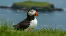 Atlantic Puffin on Grassy Cliff By the Ocean