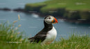 Atlantic Puffin on a Grassy Cliff with Ocean View