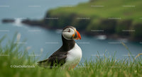 Atlantic Puffin on Coastal Cliff with Ocean View