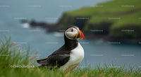 Atlantic Puffin on Coastal Cliff with Ocean Backdrop