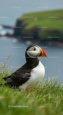 Atlantic Puffin Posing on Grassy Cliff by the Ocean