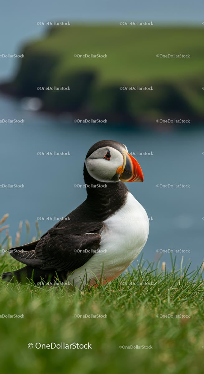 Atlantic Puffin on Grassy Cliff with Ocean in Background