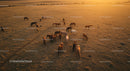 Herd of Horses Grazing in Pasture at Sunset