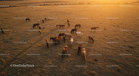 Herd of Horses Grazing in Pasture at Sunset