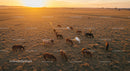 Herd of Horses Grazing at Sunset on Open Fields