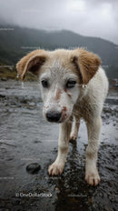 Wet Puppy with Sad Eyes on a Rainy Day