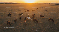 Herd of Horses Grazing at Sunset in Open Pasture